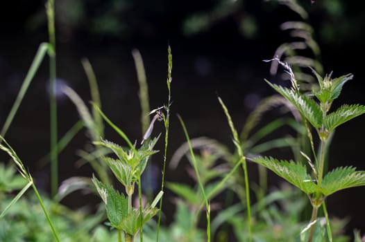 A Dragonfly on plant in green nature