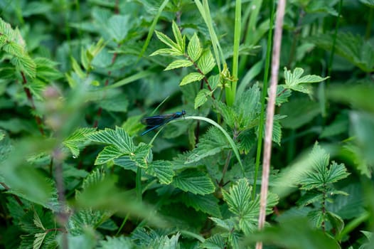 Blue beauty dragonfly - Calopteryx virgin in green nature
