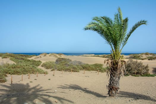 In the dunes of Maspalomas on Gran Canaria in Spain. View of the sea, palm trees and blue sky. The huge sand dunes resemble a small desert and are a nature reserve.