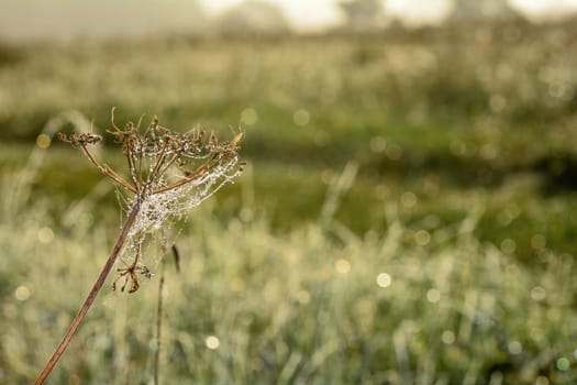 Plant with a spider web and dew drops on an early morning