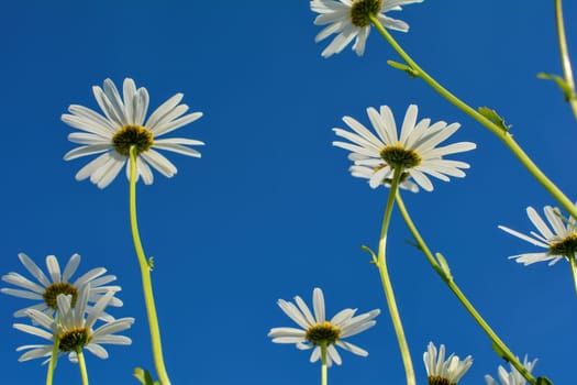 Marguerite from bottom to top with blue sky