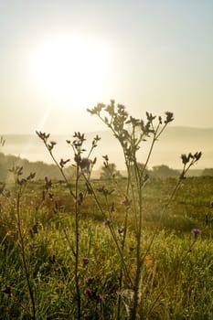 Plant with a spider web and dew drops on an early morning with the sun
