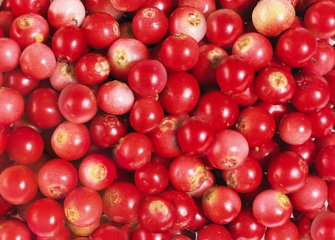 Harvest of peeled red lingonberries close-up view from above
