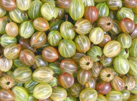 Green gooseberry with a red tint close-up view from above. Texture or background