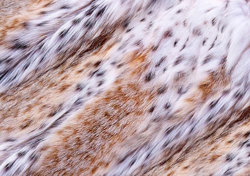 Spotted and fluffy lynx wildcat fur close-up view from above. Texture or background
