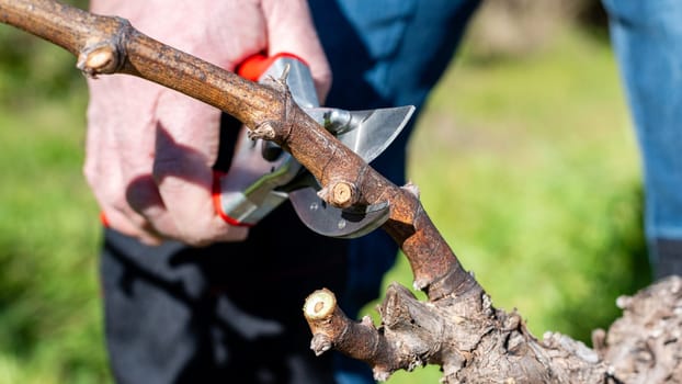 Winegrower pruning the vineyard with professional steel scissors. Traditional agriculture. Winter pruning.