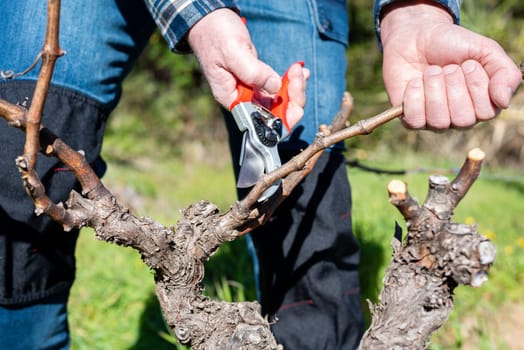 Winegrower pruning the vineyard with professional steel scissors. Traditional agriculture. Winter pruning.