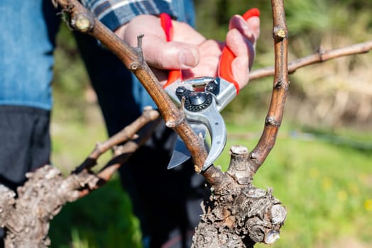 Winegrower pruning the vineyard with professional steel scissors. Traditional agriculture. Winter pruning.