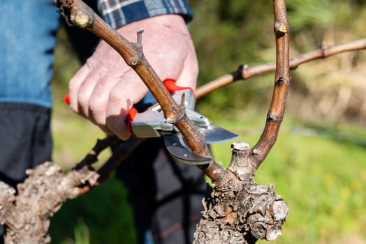 Winegrower pruning the vineyard with professional steel scissors. Traditional agriculture. Winter pruning.