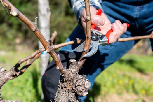 Winegrower pruning the vineyard with professional steel scissors. Traditional agriculture. Winter pruning.