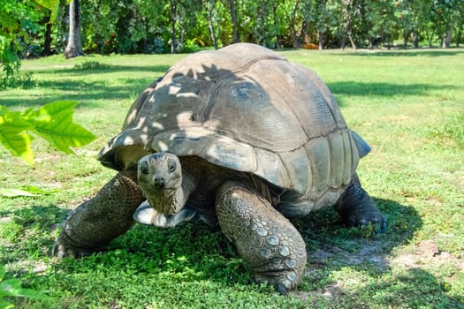 Giant ivory turtle on the lawn. Giant ivory turtle on the lawn.