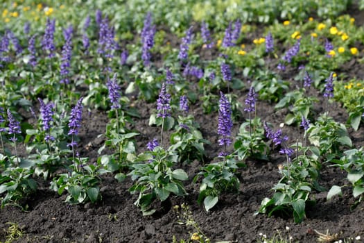 Sage (Salvia) sylvestris, flower, Germany