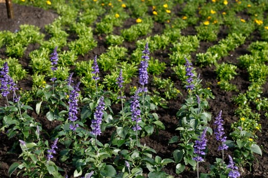 Sage (Salvia) sylvestris, flower, Germany