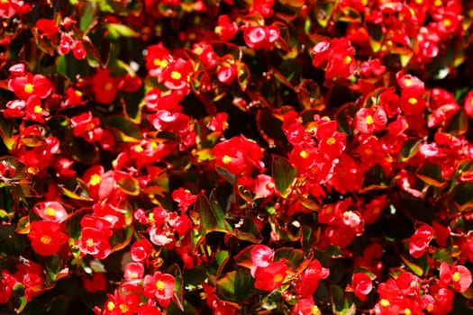 Red cultivated begonias (Begonia sp.), Germany