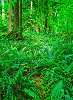 Hoh Rain Forest in Olympic National Park, Washington