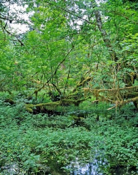 Rainforest in Olympic National Park, Washington
