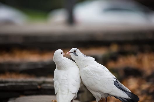 Two white lovers dove cooed together. Two white lovers dove cooed together.
