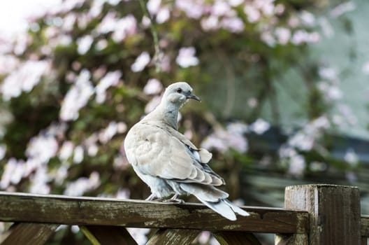 The young pigeon dovecloth sits on the fence.