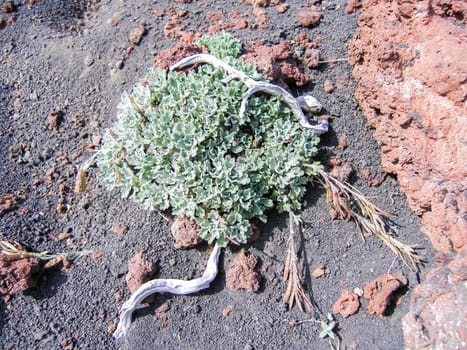 Flowers of Kamchatka plants. Plants on volcanic soil