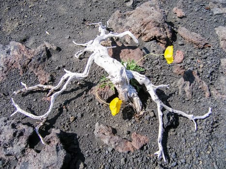 Flowering plants of Kamchatka. Plants on volcanic soil