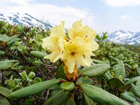 Flowering plants of Kamchatka. Plants on volcanic soil