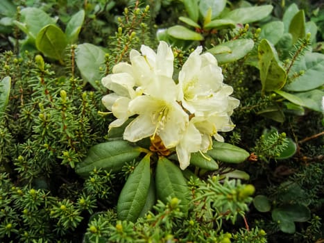 Flowering plants of Kamchatka. Plants on volcanic soil