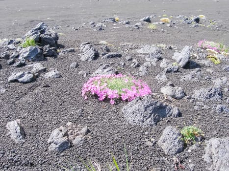 Flowers of Kamchatka plants. Plants on volcanic soil