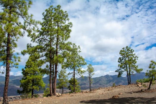 Canarian pine ( Pinus canariensis ) on a mountain on the island of Gran Canaria in Spain, with blue sky and clouds