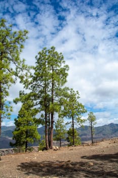 Canarian pine ( Pinus canariensis ) on a mountain on the island of Gran Canaria in Spain, with blue sky and clouds