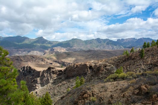 Canarian pine ( Pinus canariensis ) on a mountain on the island of Gran Canaria in Spain
