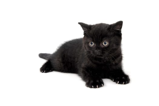 fluffy purebred black kitten sits sideways on an isolated background. High quality photo