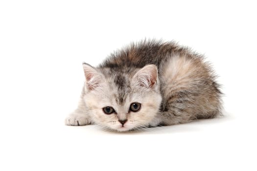 Fluffy purebred gray kitten on a white isolated background. High quality photo