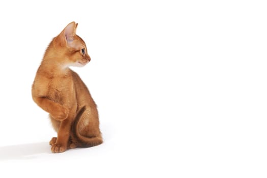 ginger purebred kitten sits on an isolated white background. High quality photo