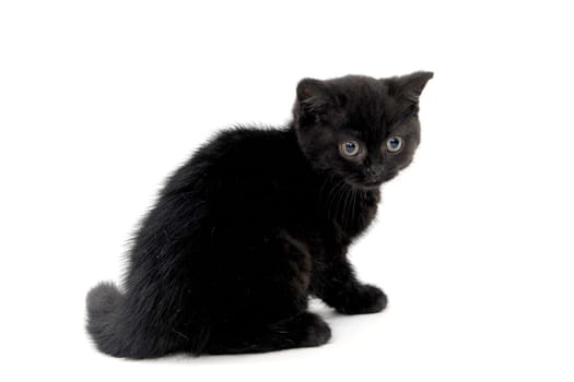 fluffy purebred black kitten sits sideways on an isolated background. High quality photo