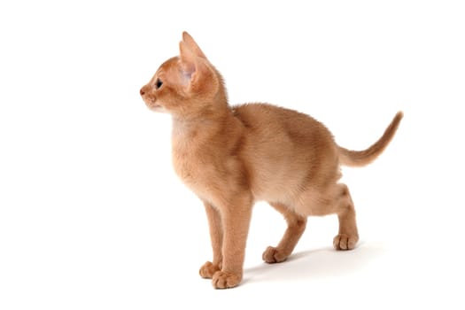 ginger purebred kitten sits on an isolated white background. High quality photo