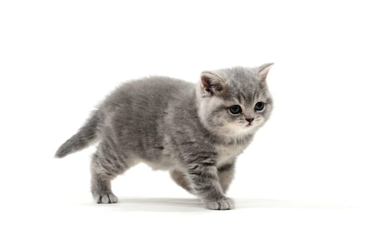 a small fluffy kitten on a white isolated background. High quality photo
