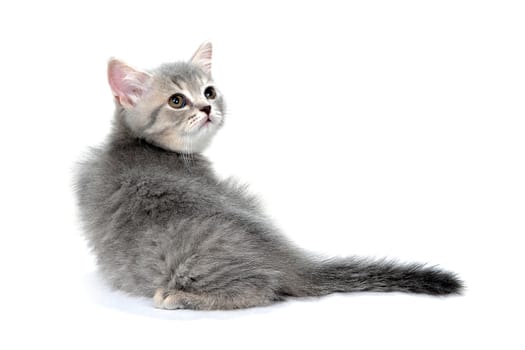 a small fluffy kitten on a white isolated background. High quality photo