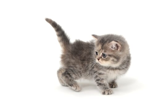 a small fluffy kitten on a white isolated background. High quality photo