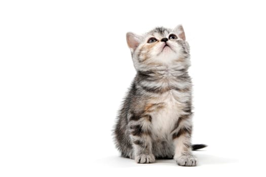 Fluffy purebred gray kitten on a white isolated background. High quality photo