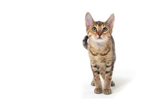 Purebred smooth-haired cat on a white isolated background. High quality photo
