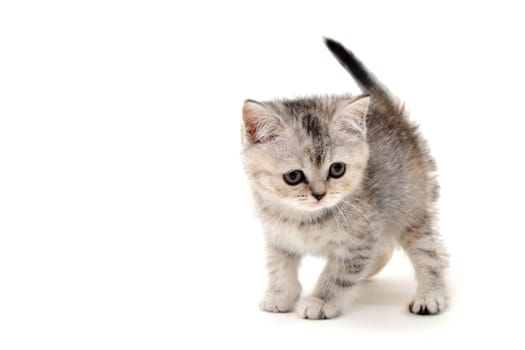 a small fluffy kitten on a white isolated background. High quality photo