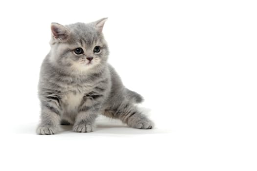 Fluffy purebred gray kitten on a white isolated background. High quality photo