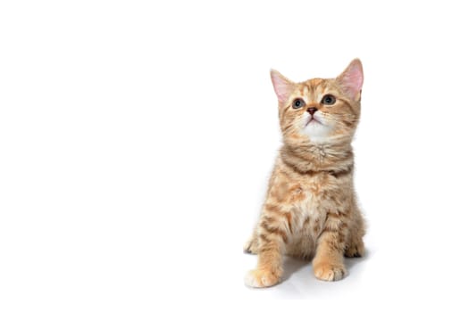 ginger purebred kitten sits on an isolated white background. High quality photo