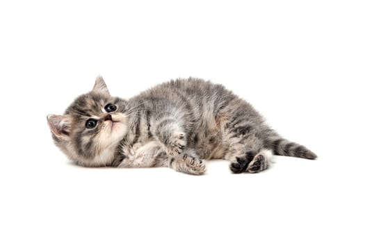 Fluffy purebred gray kitten on a white isolated background. High quality photo