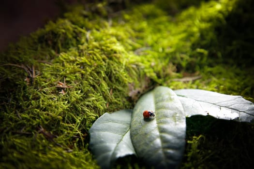 An insect ladybug in the forest sits on a leaf on a stump covered with green moss.