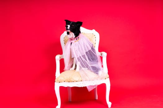 Border Collie portrait looking at a camera against red and yellow background