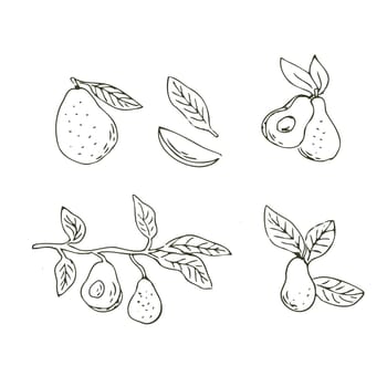 Set of avocado fruits outline Hand drawn illustration in sketch style. Vector illustration isolated. Can used for wrapping, packaging, poster, cover design, textile and backdrop for cosmetic and food vegan products