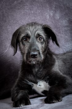 Cute female puppy of purebred Irish Wolfhound. Irish breed of large sighthound and one of the largest of all breeds of dog.