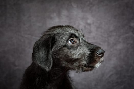 Cute female puppy of purebred Irish Wolfhound. Irish breed of large sighthound and one of the largest of all breeds of dog.