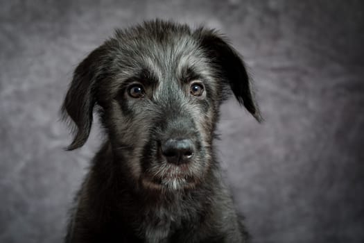 Cute female puppy of purebred Irish Wolfhound. Irish breed of large sighthound and one of the largest of all breeds of dog.